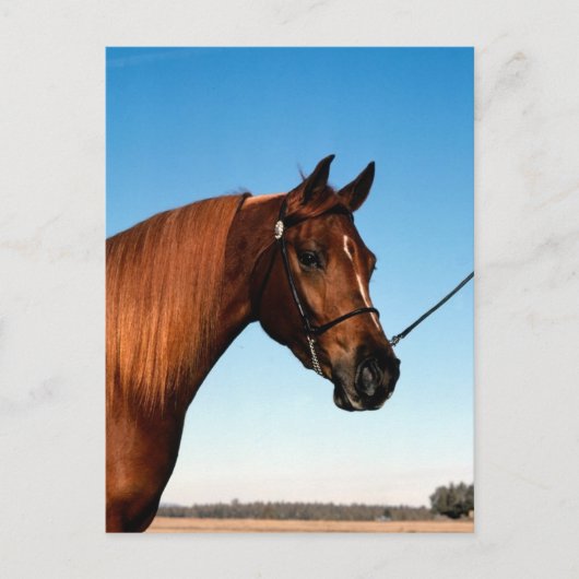 アラビアンショーホース ポストカード (正面)