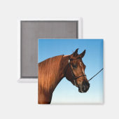 アラビアンショーホース マグネット (正面/裏面)