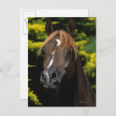 アラビアンスタリオン ポストカード (正面/裏面)