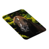 アラビアンスタリオン マグネット (右側)