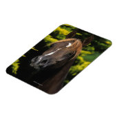 アラビアンスタリオン マグネット (左側)