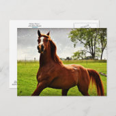 アラビアンドリームズのはがき ポストカード (正面/裏面)