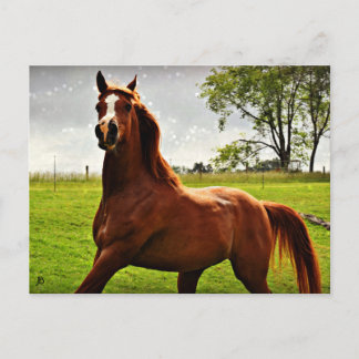 アラビアンドリームズのはがき ポストカード