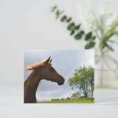 アラビアンブリーズ葉書 ポストカード (スタンド正面)