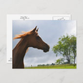 アラビアンブリーズ葉書 ポストカード (正面/裏面)