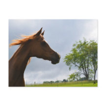 アラビアンブリーズ葉書