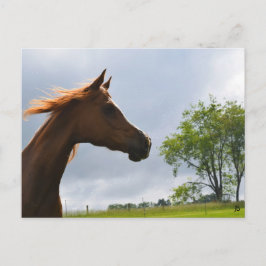 アラビアンブリーズ葉書 ポストカード