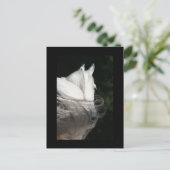 アラビアンホースシック ポストカード (スタンド正面)