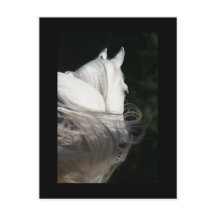 アラビアンホースシック