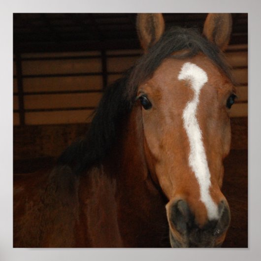 アラビアンホースプリント ポスター (正面)