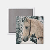 アラビアンミックス磁石 マグネット (正面/裏面)