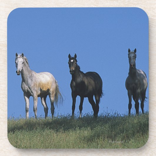 アラビア人のグループ コースター (正面)