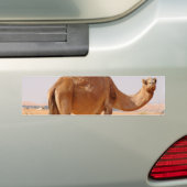 アラビア人のバンパーステッカーのためのラクダ バンパーステッカー (車上)