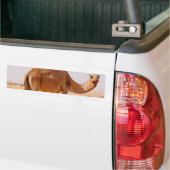 アラビア人のバンパーステッカーのためのラクダ バンパーステッカー (トラック上)