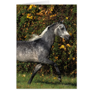 アラビア人の走ること: 秋