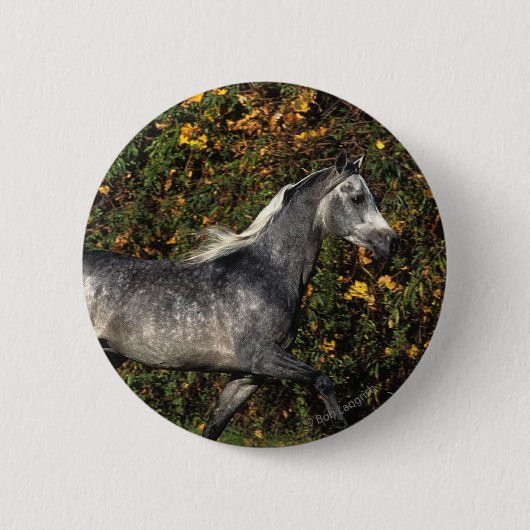 アラビア人の走ること: 秋 缶バッジ (正面)