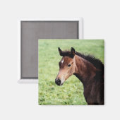 アラビア人食磁石 マグネット (正面/裏面)