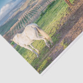 アラビア馬のティッシュペーパー 薄葉紙 (詳細)