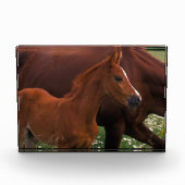 アラビア馬の母親の近く フォトブロック (正面)