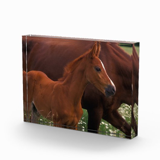 アラビア馬の母親の近く フォトブロック (右)