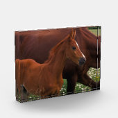 アラビア馬の母親の近く フォトブロック (左)