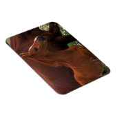 アラビア馬の母親の近く マグネット (右側)