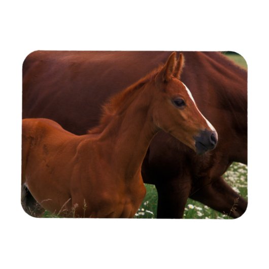 アラビア馬の母親の近く マグネット (横)