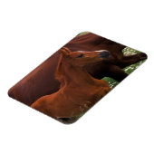 アラビア馬の母親の近く マグネット (左側)