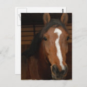 アラビア馬はがき ポストカード (正面/裏面)