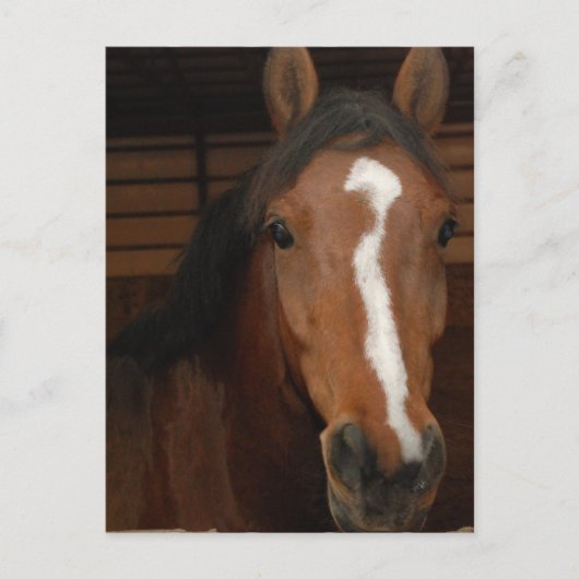 アラビア馬はがき ポストカード (正面)