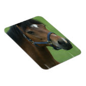 アラビア馬写真磁石 マグネット (右側)