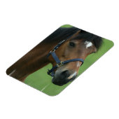 アラビア馬写真磁石 マグネット (左側)