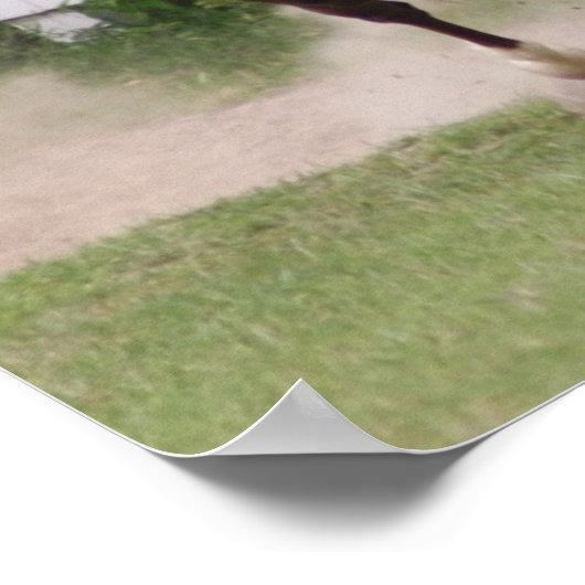 アラビア馬 ポスター (角)