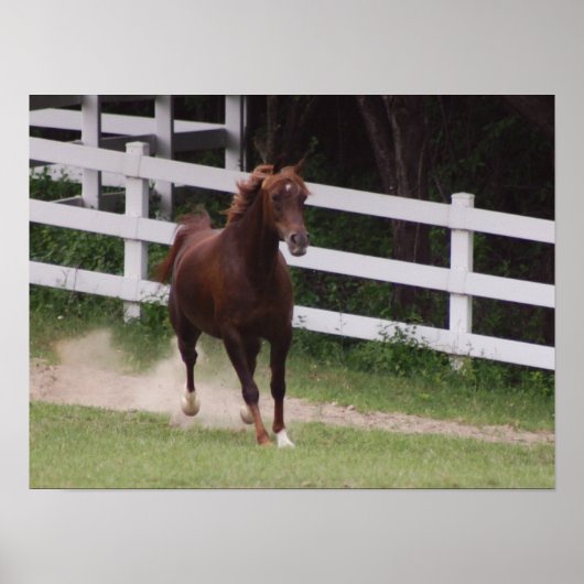 アラビア馬 ポスター (正面)