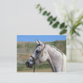 アラビア馬 ポストカード (スタンド正面)