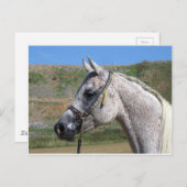 アラビア馬 ポストカード (正面/裏面)