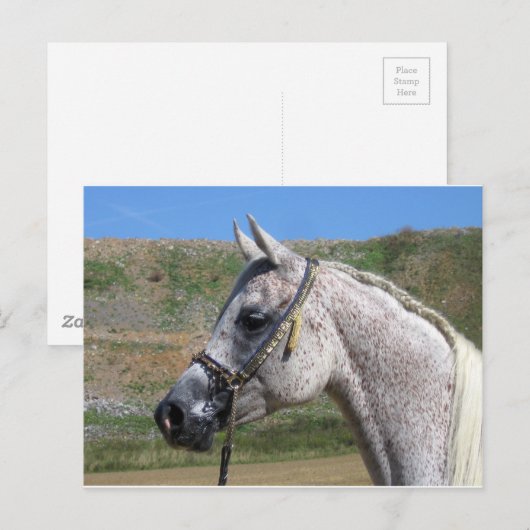 アラビア馬 ポストカード (正面/裏面)