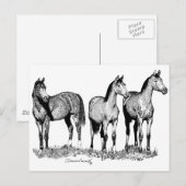 アラビア馬 ポストカード (正面/裏面)