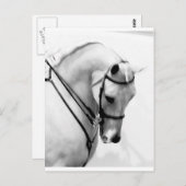 アラビア馬 ポストカード (正面/裏面)