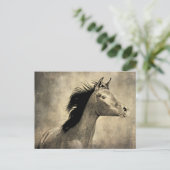 アラビア馬 ポストカード (スタンド正面)