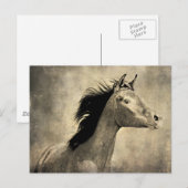 アラビア馬 ポストカード (正面/裏面)