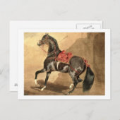 アラビア馬(紙に置かれた付き/c) ポストカード (正面/裏面)