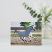 アラビア1 ポストカード (スタンド正面)