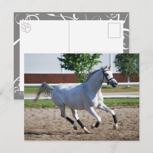 アラビア1 ポストカード (正面/裏面)