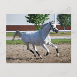 アラビア1 ポストカード