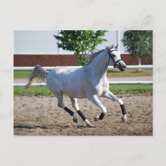 アラビア1 ポストカード (正面)