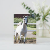 アラビア2 ポストカード (スタンド正面)