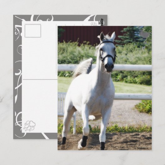 アラビア2 ポストカード (正面/裏面)