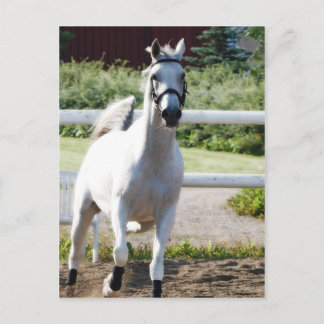 アラビア2 ポストカード