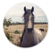 アラブのポニーをスターに。 セラミックノブ (正面)